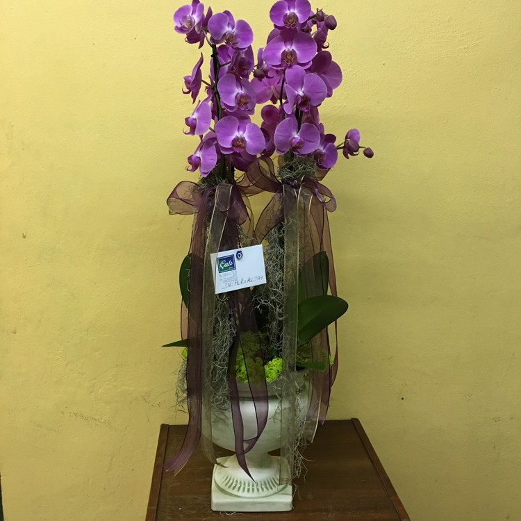 Orkide Çeşitleri